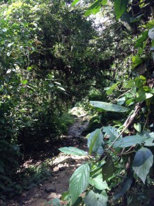 4 jours de marche sur des chemins perdu.., [Blog] Pachycondyla striata (Smith, F., 1858)