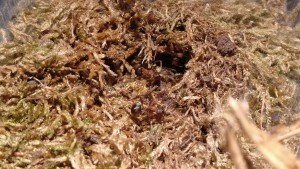 En journée sous le soleil, Colonie de Formica sanguinea