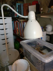 Lampe, Colonie de Formica sanguinea