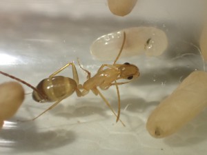 C. pilicornis, De l'essaimage et la fondation de Camponotus pilicornis