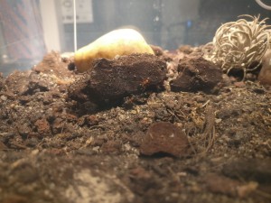 Effrayé, Colonie de Formica sanguinea
