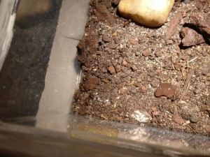 Leur nouveau nid, Colonie de Formica sanguinea