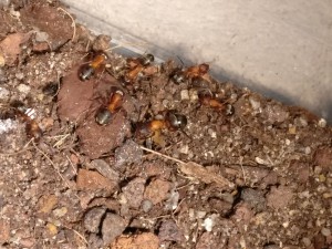 La reine !, Colonie de Formica sanguinea