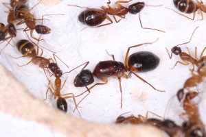 La gyne Camponotus pilicornis, [Blog] Les Camponotus pilicornis eaubonnaises