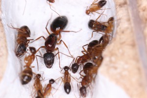 La gyne Camponotus pilicornis 2, [Blog] Les Camponotus pilicornis eaubonnaises