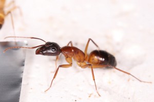 Une major Camponotus pilicornis, [Blog] Les Camponotus pilicornis eaubonnaises