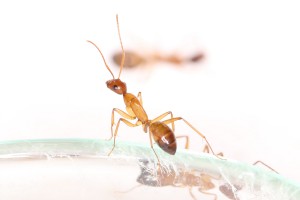 Une juvénile Camponotus pilicornis, [Blog] Les Camponotus pilicornis eaubonnaises