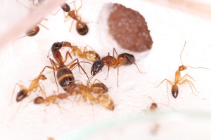 Ouvrières C. pilicornis dans l'ADC, [Blog] Les Camponotus pilicornis eaubonnaises