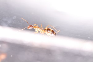 C. pilicornis sur papier d'alu, [Blog] Les Camponotus pilicornis eaubonnaises