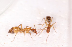 Conversation entre copines, [Blog] Les Camponotus pilicornis eaubonnaises