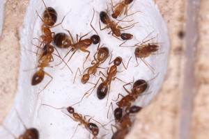 Ouvrières Camponotus pilicornis dans le nid, [Blog] Les Camponotus pilicornis eaubonnaises