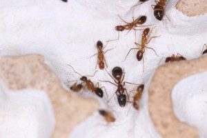 Ouvrières C. pilicornis dans le nid 2, [Blog] Les Camponotus pilicornis eaubonnaises