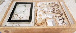 Vue générale sur le nid (novembre), [Blog] Les Camponotus pilicornis eaubonnaises