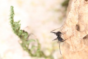 Aphaenogaster senilis, Mes colonies et expérimentations