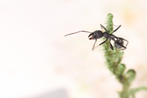 Aphaenogaster senilis sur &quot;herbe&quot; 2, Mes colonies et expérimentations