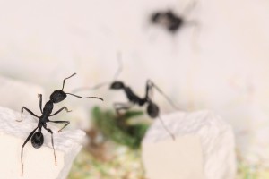 Aphaenogaster senilis sur cailloux, Mes colonies et expérimentations