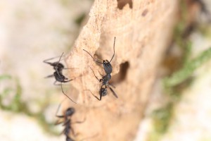 Aphaenogaster senilis sur bois, Mes colonies et expérimentations