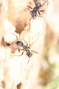 Aphaenogaster senilis qui vous dévisage :D, Mes colonies et expérimentations