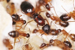 Gyne C. pilicornis avec sa cour 2, [Blog] Les Camponotus pilicornis eaubonnaises