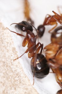 Major Camponotus pilicornis, [Blog] Les Camponotus pilicornis eaubonnaises