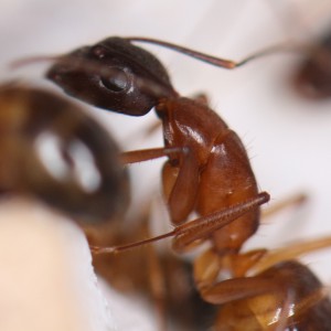Camponotus pilicornis, [Blog] Les Camponotus pilicornis eaubonnaises