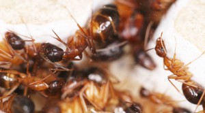 Trop serrées !, [Blog] Les Camponotus pilicornis eaubonnaises