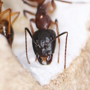 Gros plan sur une major C. pilicornis, [Blog] Les Camponotus pilicornis eaubonnaises