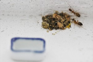 Petit coin poubelle, [Blog] Les Camponotus pilicornis eaubonnaises