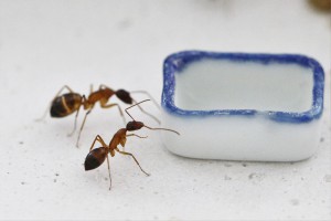 Ben ! C'est vide ?!, [Blog] Les Camponotus pilicornis eaubonnaises