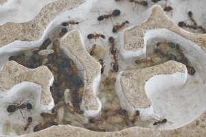 Autour de sa majesté 1, [Blog] Les Camponotus pilicornis eaubonnaises