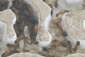 Autour de sa majesté 2, [Blog] Les Camponotus pilicornis eaubonnaises