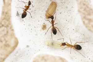 Quelques Minor avec les cocons et larves, [Blog] Les Camponotus pilicornis eaubonnaises