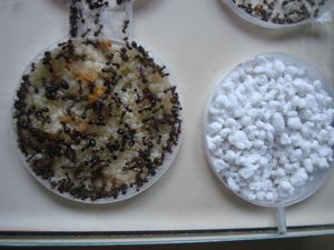 détail du système d'humidification, Mon nid en plexiglas avec une semelle innovante