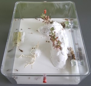 L'ADF plantée - Vue générale, [Blog] Les Camponotus pilicornis eaubonnaises