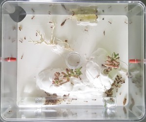 L'ADF plantée - Vue du dessus, [Blog] Les Camponotus pilicornis eaubonnaises