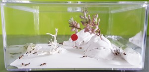 L'ADF plantée - Vue latérale, [Blog] Les Camponotus pilicornis eaubonnaises