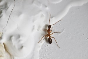 Camponotus pilicornis minor, [Blog] Les Camponotus pilicornis eaubonnaises