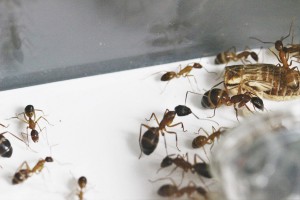 À l'entrée du tube avec des major..., [Blog] Les Camponotus pilicornis eaubonnaises