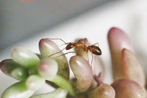 Camponotus pilicornis sur une succulente, [Blog] Les Camponotus pilicornis eaubonnaises