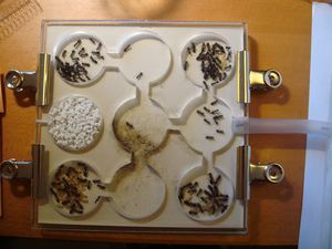 avec Camponotus ligniperda, Mon nid en plexiglas avec une semelle innovante