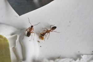2 Camponotus pilicornis minor, [Blog] Les Camponotus pilicornis eaubonnaises