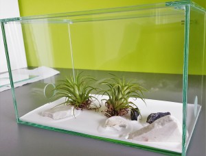 Nouveau type d'ADF envisagé pour mes Camponotus - vue arrière, [Blog] Les Camponotus pilicornis eaubonnaises