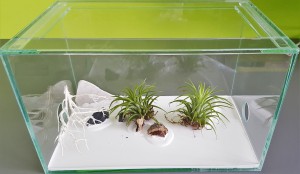 Nouveau type d'ADF envisagé pour mes Camponotus - vue de face, [Blog] Les Camponotus pilicornis eaubonnaises