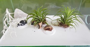 Nouveau type d'ADF envisagé pour mes Camponotus - zoom, [Blog] Les Camponotus pilicornis eaubonnaises