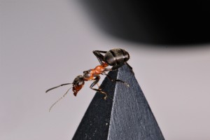 Ouvrière Formica pratensis, [Blog] Les Formica pratensis d'Heydax