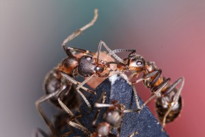 Formica pratensis et toujours le fameux steak haché, [Blog] Les Formica pratensis d'Heydax