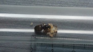 La gyne Lasius niger avec ses 3 premières ouvrières, Les colonies, fondations et gynes de Max