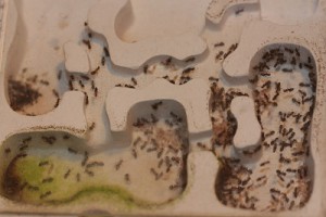 Colonie Lasius emarginatus, [Blog] Lasius emarginatus de Lunox