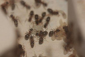 Première ponte Lasius emarginatus, [Blog] Lasius emarginatus de Lunox