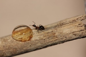 Premier repas en approche !, [Blog] Lasius emarginatus de Lunox